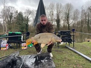 Common Carp
