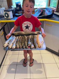 Rainbow Trout
