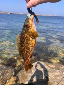 Ballan Wrasse