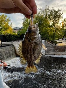 Rock Bass