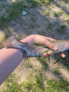 Rainbow Trout