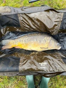 Mirror Carp