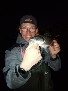 European Bass (Seabass)
