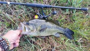 Largemouth Bass