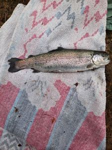 Rainbow Trout