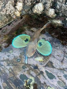 Gurnard