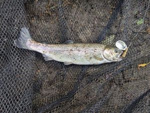 Rainbow Trout