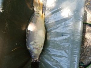 Leather Carp