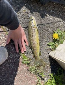 Brown Trout