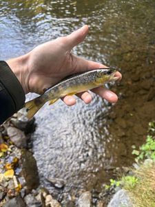 Brown Trout