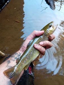 Brown Trout