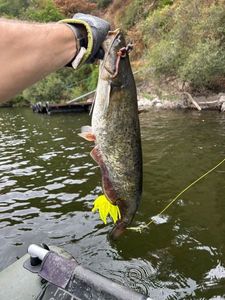 Wels