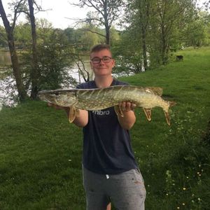 Northern Pike