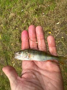European Perch