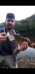 Yellow Perch