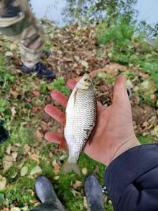 Roach