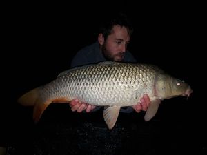 Common Carp