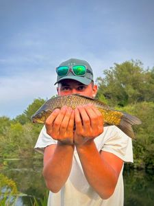 Crucian Carp