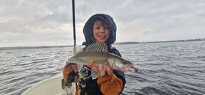 Zander