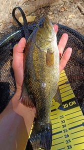 Largemouth Bass