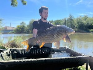 Common Carp