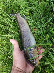 Brown Trout