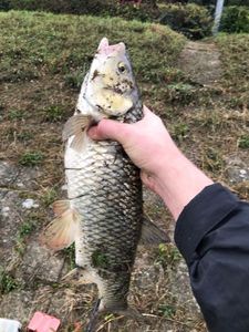Chub