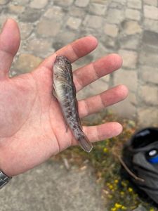 Round Goby