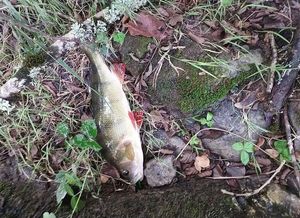 European Perch