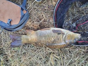 Common Carp