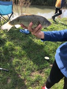 Crucian Carp
