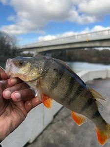 European Perch