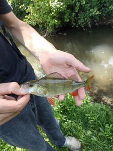 European Perch
