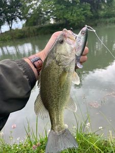 Largemouth Bass