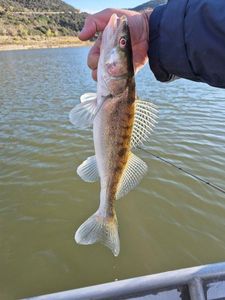 Zander