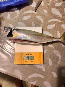 Mackerel