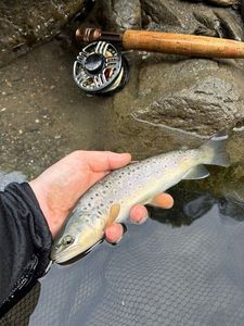Brown Trout