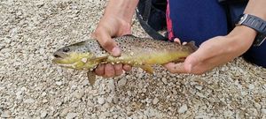 Brown Trout