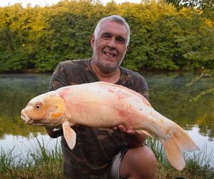 Koï Fish