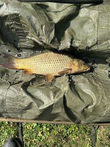 Common Carp