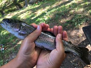 Rainbow Trout