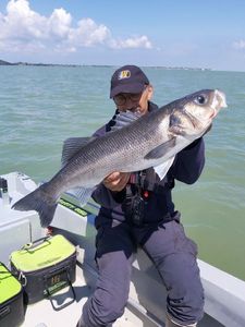 European Bass (Seabass)