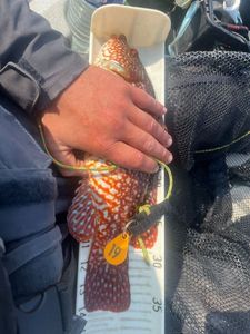 Ballan Wrasse