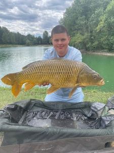 Common Carp