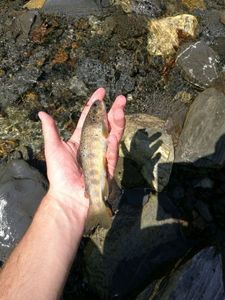 Brown Trout