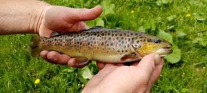 Brown Trout