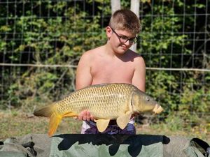 Common Carp