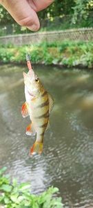European Perch