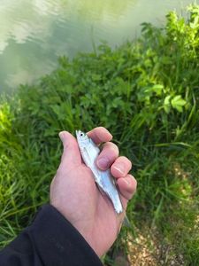 Roach