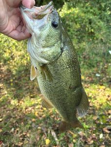 Largemouth Bass